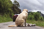 One more round of thoughts about pet abandonment - Alabama Living Magazine