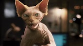 Cats & Dogs - Die Rache der Kitty Kahlohr | Deutscher Trailer HD - YouTube