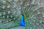 Plumas de aves: Cómo identificarlas y coleccionarlas - Vive la Naturaleza