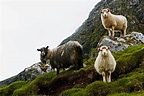 Sheep View 360 Puts the Faroe Islands on the Map | Heifer International