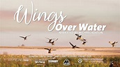 WINGS OVER WATER - TEASER [COMING SOON - 2022] - YouTube