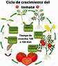 Etapas de crecimiento del tomate - Tu huerto urbano en casa - Planta Tu ...