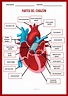 Esquema del corazón humano y sus partes en Powerpoint y PDF