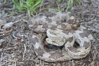 identifying baby snakes in florida - Refugio Jewell