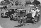 Zebra carts in Kolkata(India) in the 1930's | Rare historical photos ...