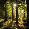 Sun Rays Through Forest Trees Wallpapers - Wallpaper Cave