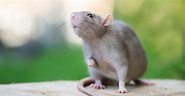 Rat : caractère, santé, alimentation, prix et entretien