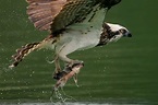 Águila pescadora o halcón de mar cazando un pez en el agua | Foto Gratis