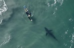 Great white sharks drone footage shows co-existence - Oceanographic