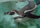 Foto Animali Pinguini Spheniscus humboldti Acqua nuotano