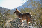 CIVANA Wellness Resort and Spa | Explore the Wildlife of the Sonoran Desert