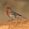 Red Sparrow Bird, are they real? Expert Birder - Happy Birding