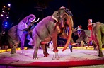 Circus Krone: Weltgrößter Zirkus hält sich mit ausgefallenen Ideen über ...