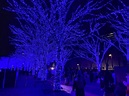 沿路藍色燈海 浪漫青の洞窟 代代木公園 澀谷公園-日本版｜PopDaily 波波黛莉