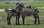 Zebra | Alle Infos im Steckbrief | herz-fuer-tiere.de