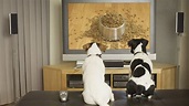 Dog Tv: un canal de televisión para perros - Cómo educar a un cachorro