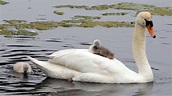 Mute Swan Cygnet on Mother's Back - YouTube