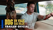 DOG UN VIAJE SALVAJE | TRAILER OFICIAL - YouTube