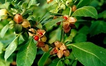 Ashwagandha Extract - Uses, Side Effects, Potential Toxicity