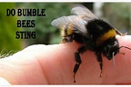 Do Bumble Bees Sting - How to Avoid Bumble Bees Sting | Makeoverarena