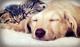Vídeos de gatos y perros durmiendo juntos