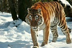 A List of the World's Top 10 Most Endangered Animals & Species | Owlcation
