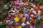 The Benefits of Fallen Leaves | Nebraska Extension