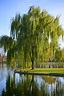 Weeping Willow - Salix Babylonica | Deciduous Trees | Cold Stream Farm