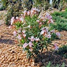 Nerium oleander 'nana'