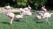 Faszination Flamingos (Ganze Tierdoku, deutsch, kostenlose ...