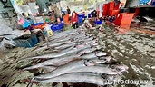 台東漁民捕獲50尾「罕見地震魚」！在地人憂天災前兆 專家解釋了 | ETtoday地方新聞 | ETtoday新聞雲
