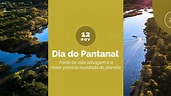 Pantanal: fonte de vida selvagem e a maior planície inundada do planeta
