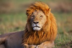 Lions in East Africa - African Wildlife photography