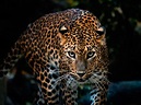 Glorious Leopard Facts, Info, Video and Pictures Learn More