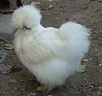 Information About the Furry Silkie Chicken - PetHelpful