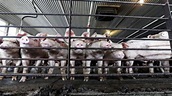 Desechos porcinos afectan a comunidades pobres de Carolina del Norte