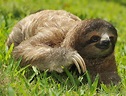 10 Reasons Three-Toed Sloths are Spectacular