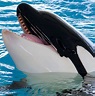 Killer Whale Facts - Animal Facts Encyclopedia