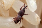 Rice Weevil Facts & Information