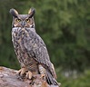 8 Species of Owl in Connecticut - Bird Advisors