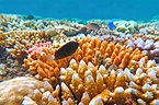 Grande barrière de corail en Australie : comment la visiter & que faire