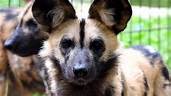 Afrikanischer Wildhund im Zoo Rostock erleben