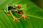 10 Fast Facts About Amphibians