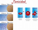 Fisiología Basica : Tarea # 9. Ósmosis- Tonicidad