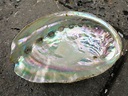 The Mother-of-Pearl shell of Abalone, a bitter-tasting, mollusk like ...