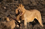 Foto profissional gratuita de África do Sul, animais selvagens, animal