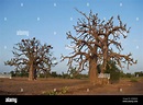 Two large baobab trees stand on the edge of a farmer's field in Niger ...