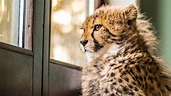 BBC Two - Big Cats about the House, Series 1, Episode 3
