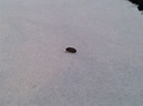 Luxury 60 of Tiny Black Beetles In My House | poemasparaileana