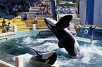 These 2 beautiful orcas (Hugo and Lolita - Miami Seaquarium) were ...